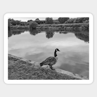 Canadian goose by the River Bure in Coltishall Sticker